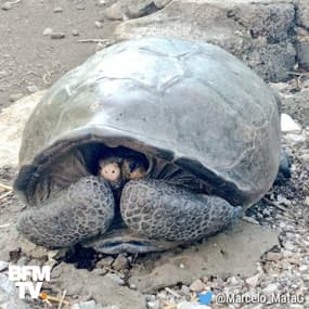 Une tortue que l'on pensait éteinte découverte dans les îles Galápagos