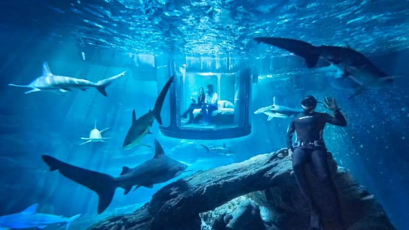 Airbnb propose de passer une nuit au milieu des requins à l'Aquarium de Paris.