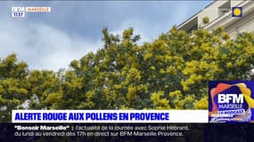 Alerte rouge aux pollens en Provence