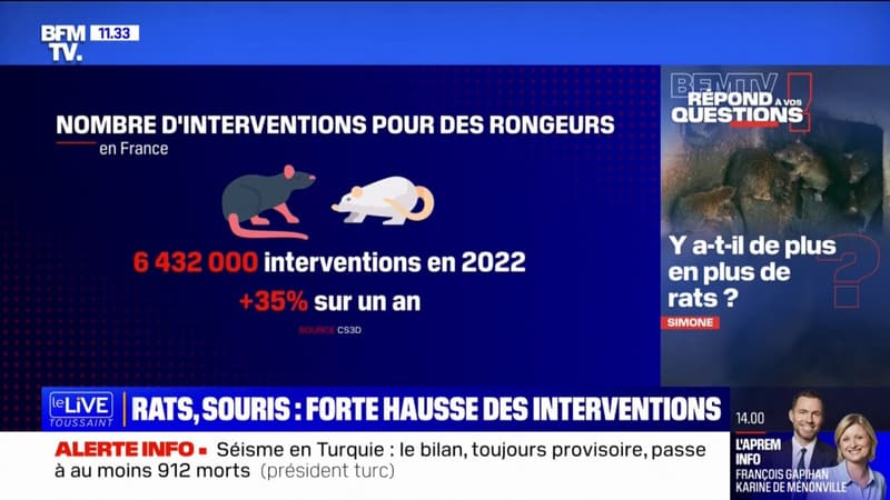 Y a-t-il de plus en plus de rats et souris en ville? BFMTV répond à vos questions