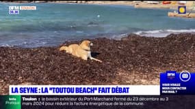 La Seyne-sur-Mer: des règles plus restrictives pour la "toutou beach"