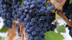 La compléxité de l'offre, la concurrence accrue et l'affaiblissement de la production réduisent le leadership français sur le marché viticole