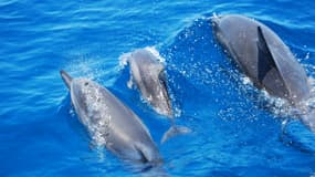 Une famille de dauphins sur la côte Napali à Hawaï. (photo d'illustration)