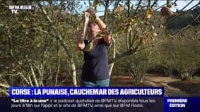 Corse : la punaise, cauchemar des agriculteurs - 11/11