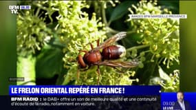 Le frelon oriental repéré pour la première fois en France à Marseille