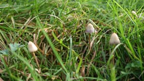 "Psilocybe semilanceata" est l'un des champignons hallucinogènes contenant de la psilocybine.