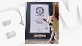 Photo de la chienne Pebbles devant son certificat de record Guiness
