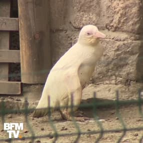 Un manchot du Cap albinos est né au zoo de Gdansk, en Pologne
