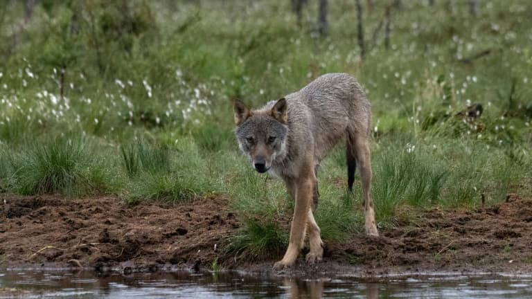 Un loup. (image d'illustration)