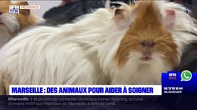 Marseille: une clinique propose des séances de médiation animale
