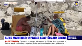 Alpes-Maritimes: 12 plages adaptées aux chiens