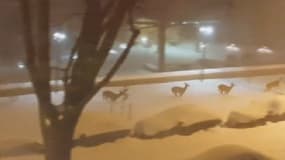 États-Unis: des cerfs se baladent dans les rues enneigées 