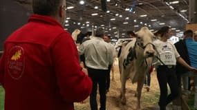 Le Concours général agricole au Salon de l'agriculture à Paris en février 2024.