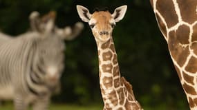 Saba quelques jour après sa naissance au zoo de Miami, en décembre 2023.