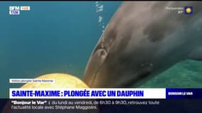 Sainte-Maxime: plongée avec un dauphin
