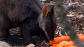 En Australie, les sauveteurs jettent de la nourriture par hélicoptère aux animaux victimes des flammes