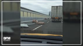 Ces cochons se sont fait la malle sur une autoroute japonaise