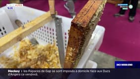 Salon de l'Agriculture: les apiculteurs des Hautes-Alpes en démonstration