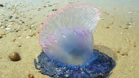 La Vessie de mer, ou physalie, fait partie du neuston, une catégorie d'organismes aquatiques liés à la surface.