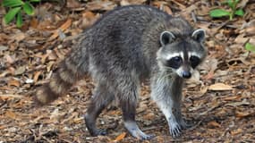 Un raton laveur à Delray Beach, en Floride, le 18 février 2025. 
