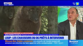 Prédation du loup: "il va falloir essayer de réguler les populations" dans les Alpes-Maritimes