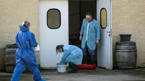 Des vétérinaires ont vacciné un troupeau de bovins contre la dermatose nodulaire contagieuse (NDC), à Chaussenans, le 17 octobre 2025