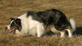 Un Border Collie, photo d'illustration.