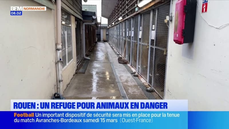 Rouen: un refuge pour animaux en danger