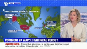 Comment va Waly, le baleineau égaré en Méditerranée ? BFMTV répond à vos questions