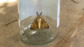 L'espèce de papillon Bombyx disparate ravage une partie du département du Var