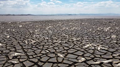 La sécheresse tue des milliers de poissons dans un lac au Mexique début juin 2024