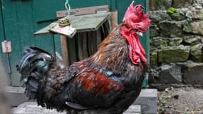 Le coq Maurice a remporté son procès le 5 septembre 2019