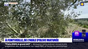Bouches-du-Rhône: l'huile d'olive maturée de Fontvieille, un joyaux du patrimoine local