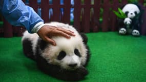 Un bébé panda de quatre mois est présenté au zoo de Kuala Lumpur, le 26 mai 2018. 