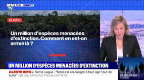 Comment en est-on arrivé à un million d'espèces menacées d'extinction ? - BFMTV répond à vos questions