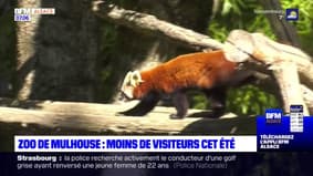 Zoo de Mulhouse: moins de visiteurs cet été