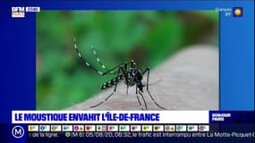 Île-de-France: le moustique-tigre, vecteur de maladies, s’installe dans la région
