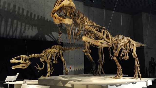 Des squelettes de Megaraptor et de Mapusaurus, exposés au musée des Sciences de Tokyo, le 13 mars 2009.