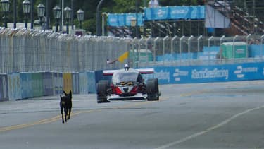 Un chien sur la piste, heureusement évité par DevBot 1.