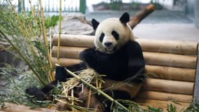 Jiao Qing, l'un des deux pandas offerts par la Chine à l'Allemagne, en train de manger du bambou dans le zoo de Berlin, le 5 juillet 2017