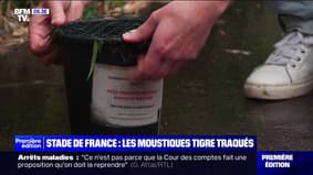 Les moustiques tigres traqués aux alentours du Stade de France à l'approche des Jeux