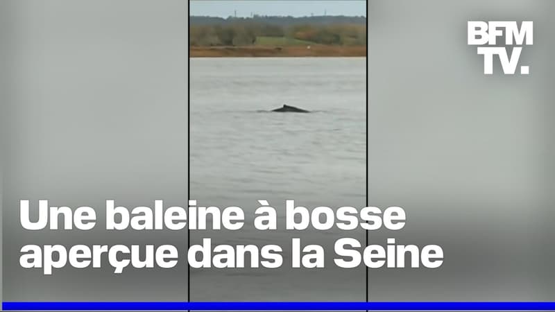 Une baleine à bosse erre dans la Seine depuis plusieurs jours