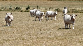 Des vaches dans une prairie lors d'une sécheresse, dans la Creuse, le 20 juillet 2019 (photo d'illustration).