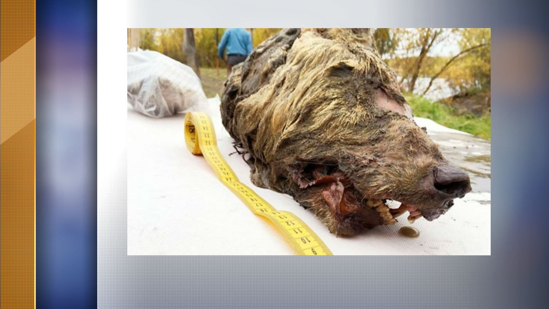Une tête de loup vieille de 40.000 ans découverte intacte en Sibérie