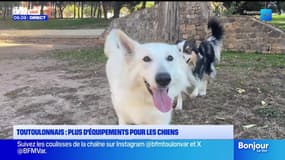 L'association "Les Toutoulonnais" veut plus d'équipements pour les chiens 