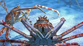 Des araignées de mer à l'aquarium Sea Life de Timmendorfer Strand, dans le nord de l'Allemagne (PHOTO D'ILLUSTRATION)