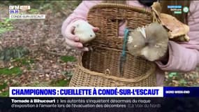 Nord: une sortie en forêt pour identifier les champignons toxiques