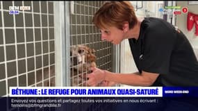 Béthune: un refuge pour animaux affiche déjà complet