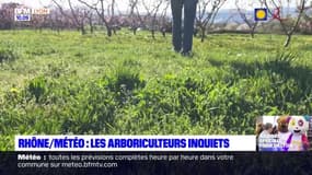 Rhône: la météo inquiète les arboriculteurs