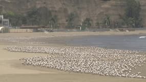 Au Pérou, des milliers d'oiseaux réinvestissent les plages avec le départ des baigneurs